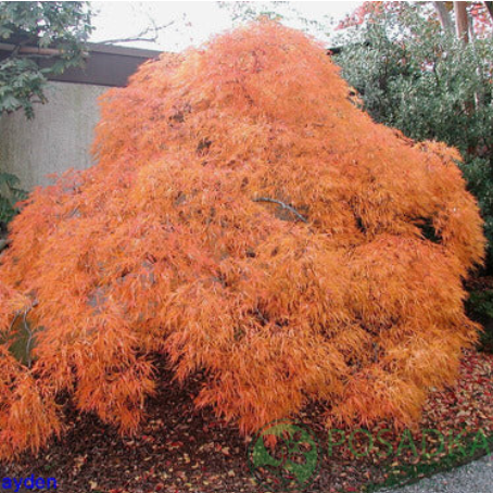 картинка Клен пальмолистный Dissectum 