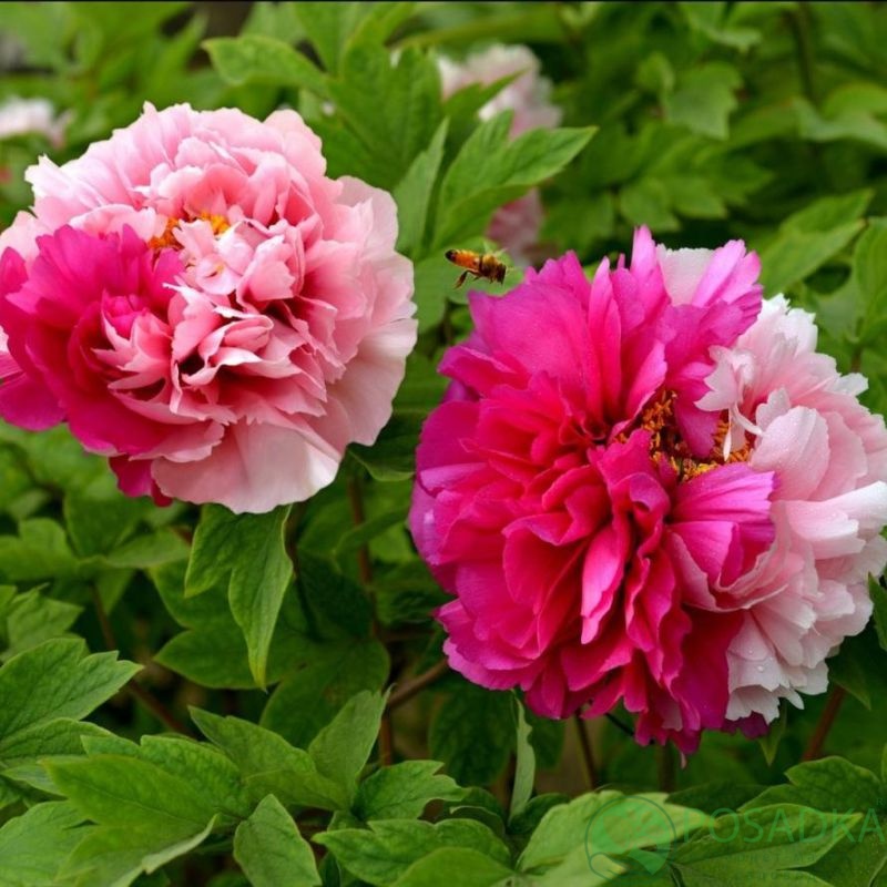 картинка Пион древовидный Hua Er Qiao 