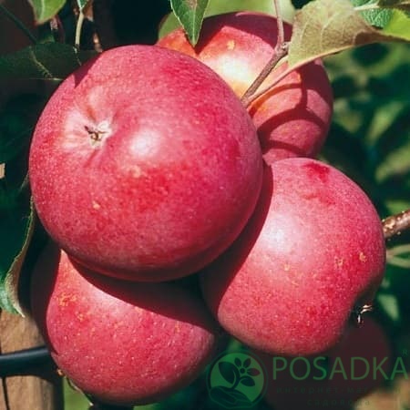 картинка Яблоня Элиза 