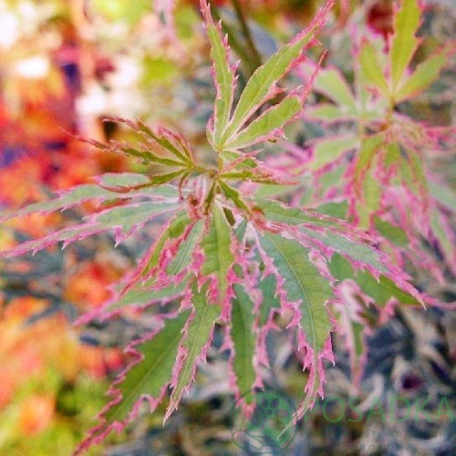 картинка Клён японский Батэрфлай (Butterfly) 