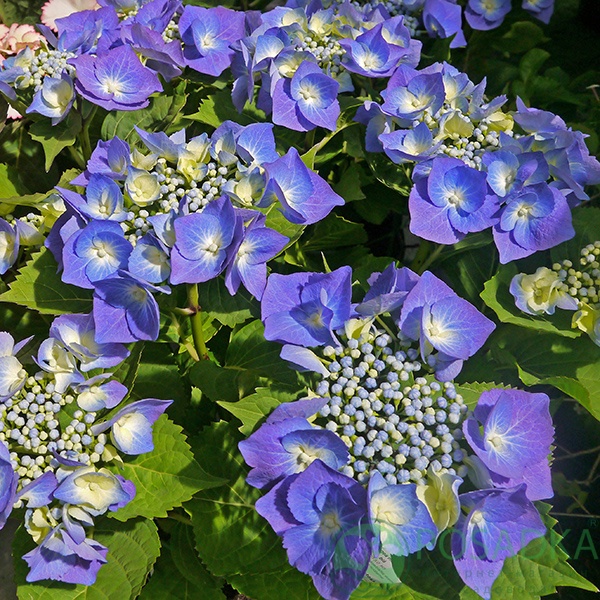 картинка Гортензия крупнолистная Blaumeise 