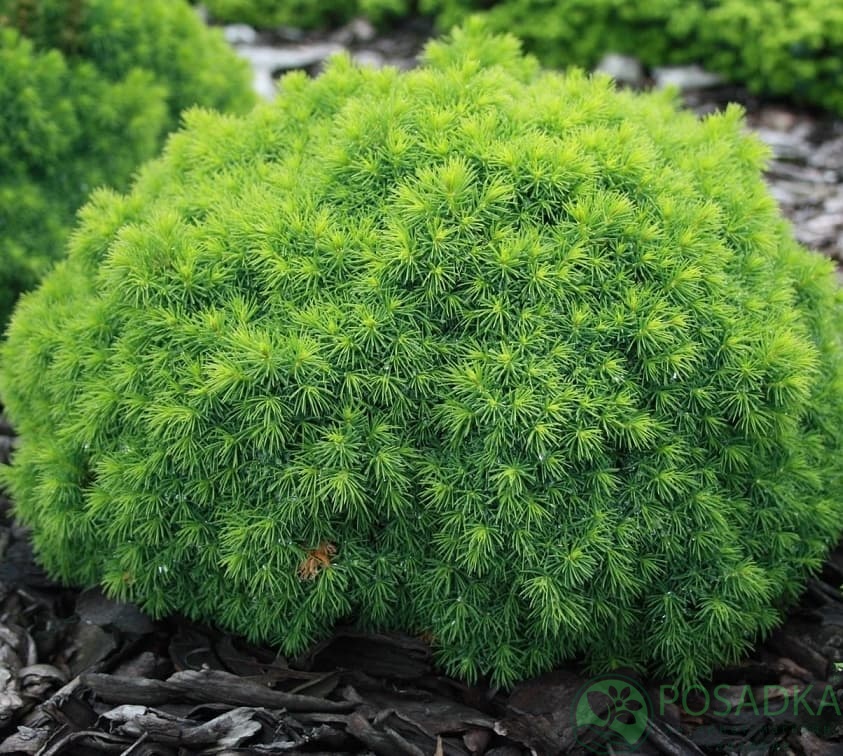 картинка Ель сизая Aльберта Глоб 3л 