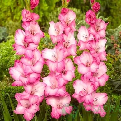 картинка Гладиолус Фадо 