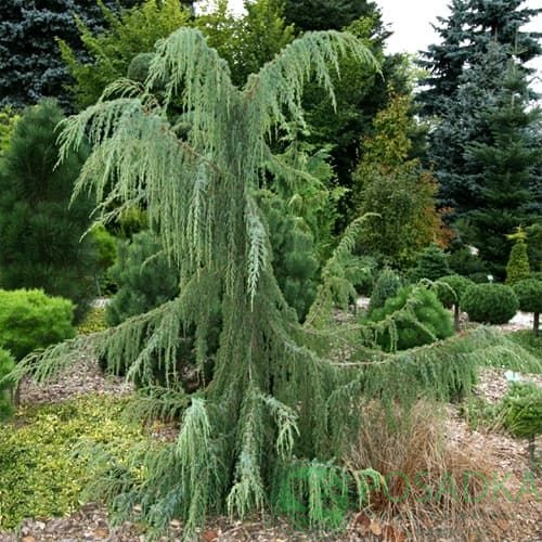 картинка Можжевельник обыкновенный Хорстманн 