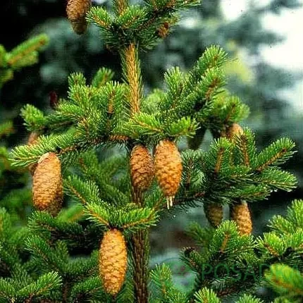 картинка Ель Японская С15 