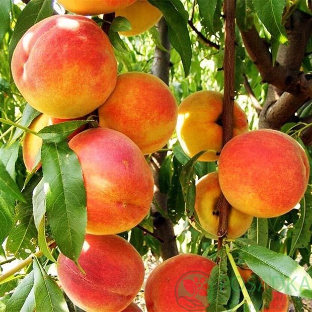картинка Персик Вардени 