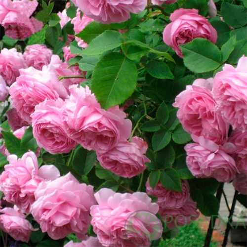 картинка Роза английская Бразе Кадфаэль  картинка Роза английская Бразе Кадфаэль