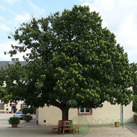 картинка Каштан cъедобный (Castanea sativa) (2 года) контейнер С2 