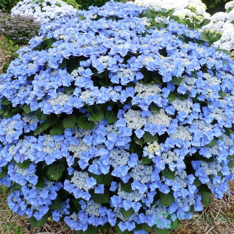 картинка Гортензия крупнолистная Blaumeise (Блаумайс) С2 