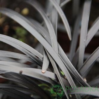 картинка Офиопогон плоскострелый Niger 