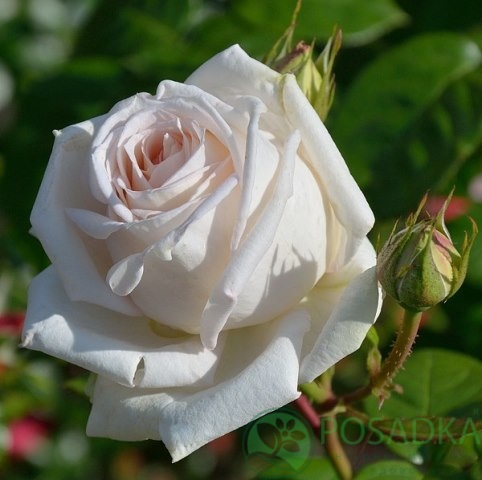 картинка Роза чайно-гибридная Мадам Анисет 