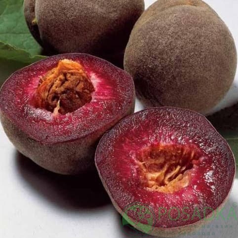 картинка Персик Эритрокарпа (красномясый) 