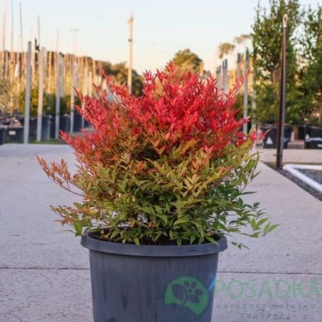 картинка Нандина домашняя 'Moon Bay' 