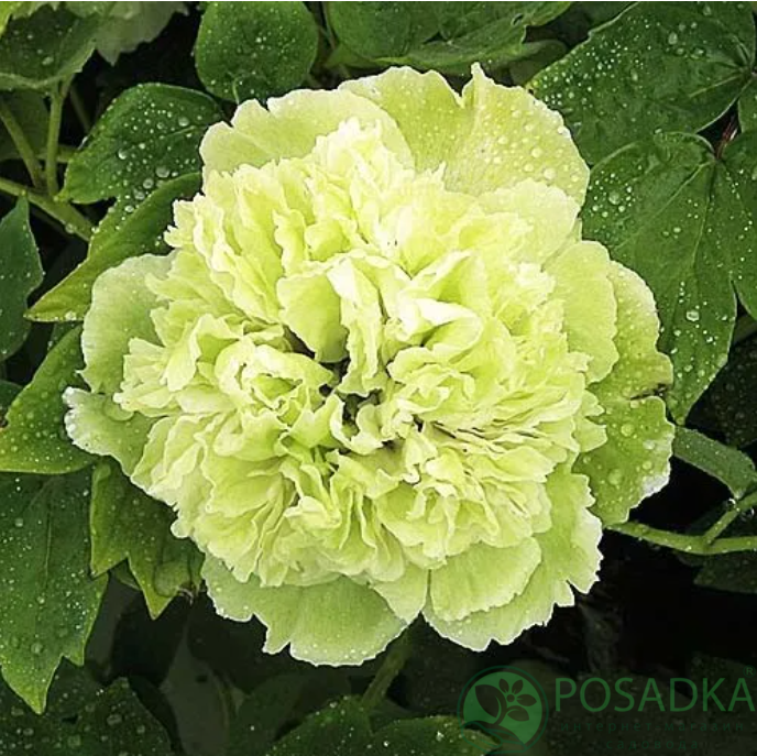 картинка Пион Pea Green Dou Lu 