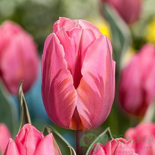 картинка Тюльпан Pretty Princess  картинка Тюльпан Pretty Princess