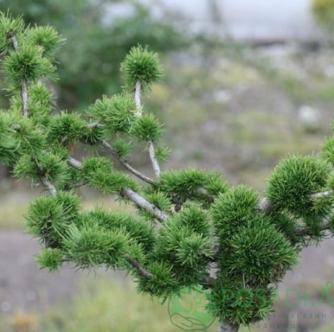 картинка Лиственница европейская Larix decidua krejci 