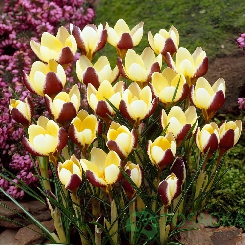 картинка Крокус Herald  картинка Крокус Herald