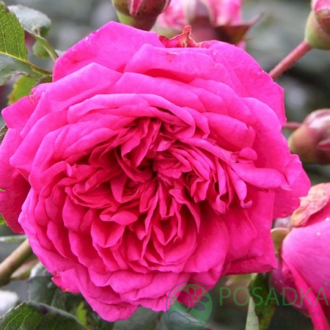 картинка Роза плетистая Лагуна 