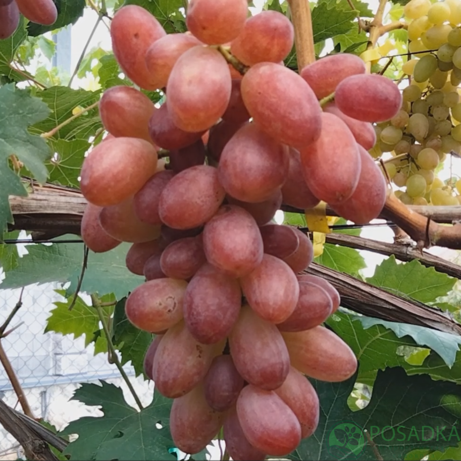 картинка Виноград Колье Императрицы 