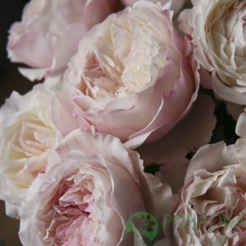 картинка Роза английская Кейра  картинка Роза английская Кейра