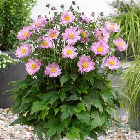 картинка Anemone Fantasy Pocahontas 