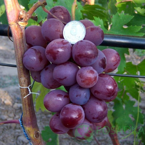 картинка Виноград Воевода 