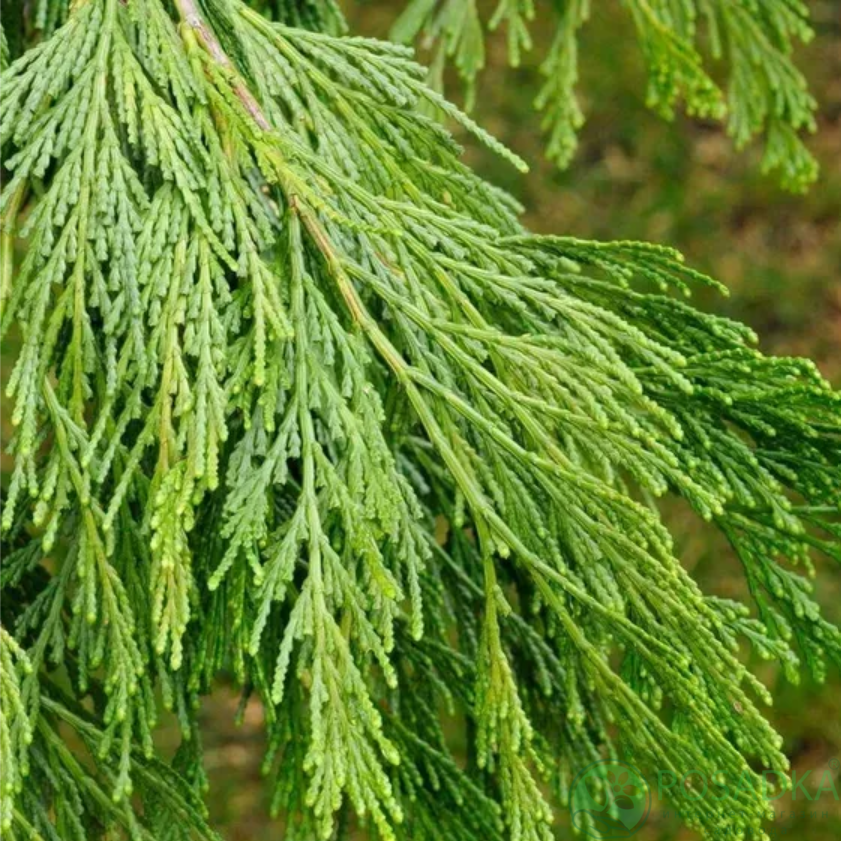 картинка Кипарисовик decurrens 'Pillar 