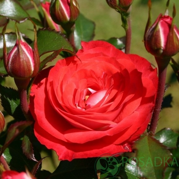 картинка Роза чайно-гибридная Плантен ун Блюмен (Planted un Blomen) 