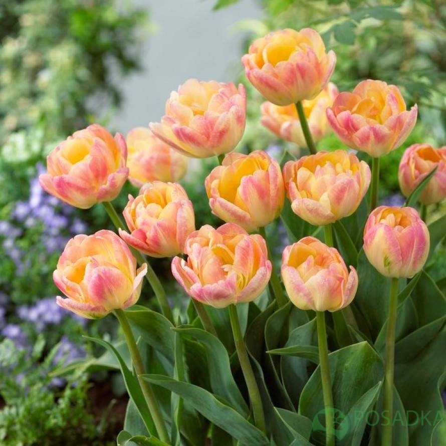 картинка Тюльпан Creme Upstar  картинка Тюльпан Creme Upstar