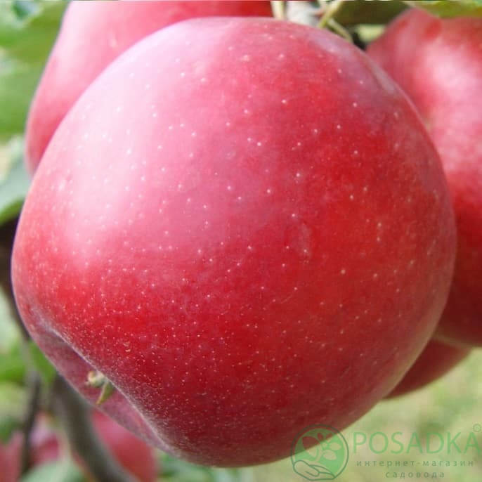 картинка Яблоня Эвелина 