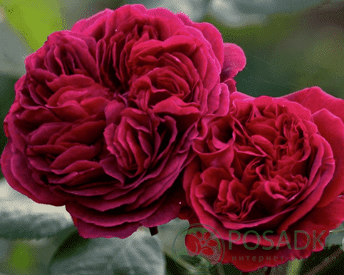 картинка Роза английская Дарк Леди 