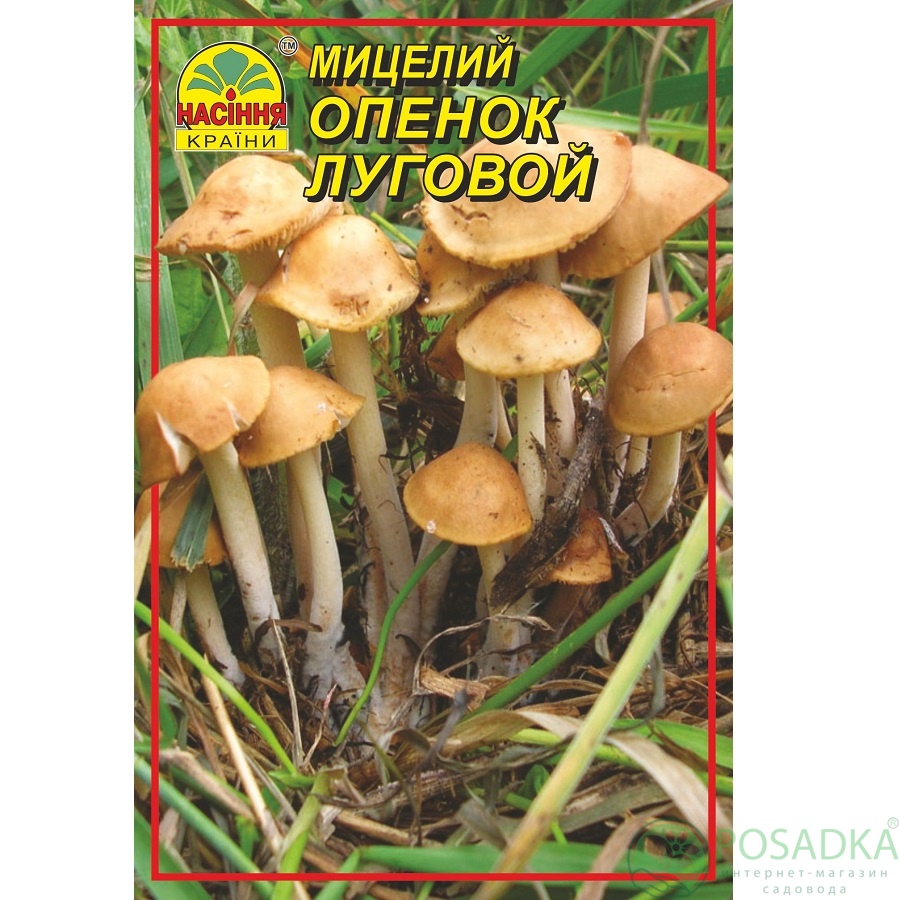 картинка Мицелий зерновой гриб Опёнок луговой 10 г 