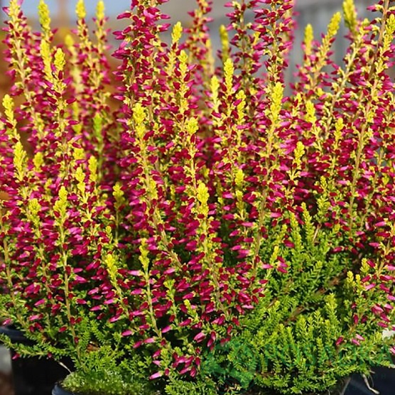 картинка Вереск обыкновенный Golden Angie 