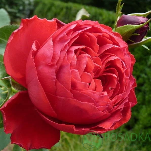 картинка Роза английская Травиата 