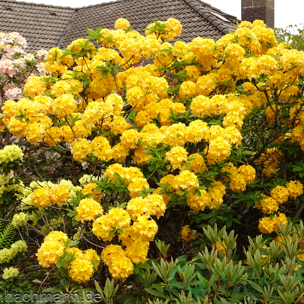 картинка Азалия японская Yellow Pom Pom 