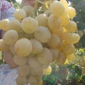 картинка Виноград Лучезарный 