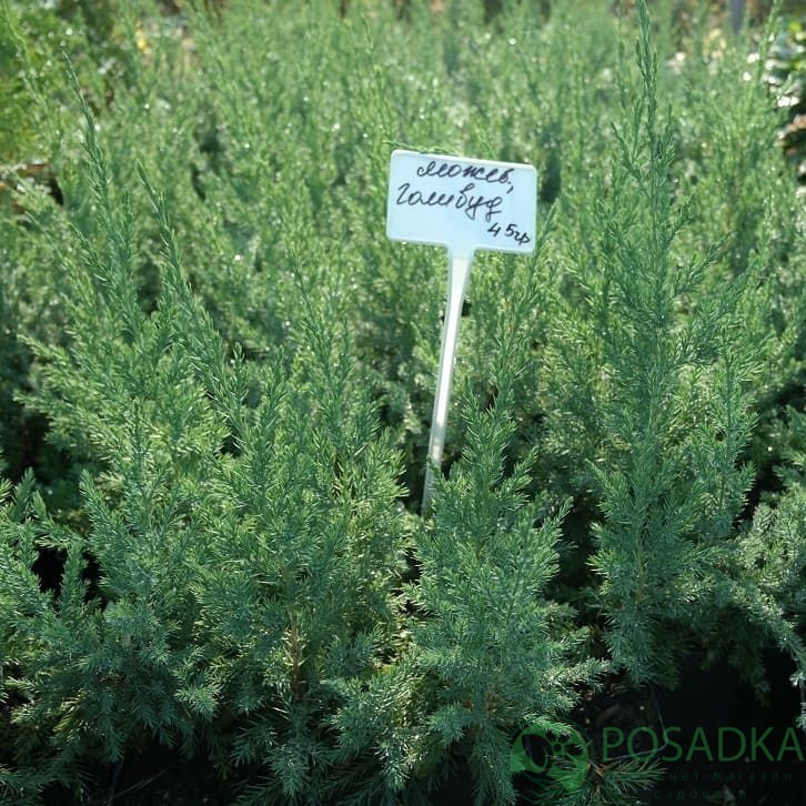 картинка Можжевельник китайский Голливуд 5л 