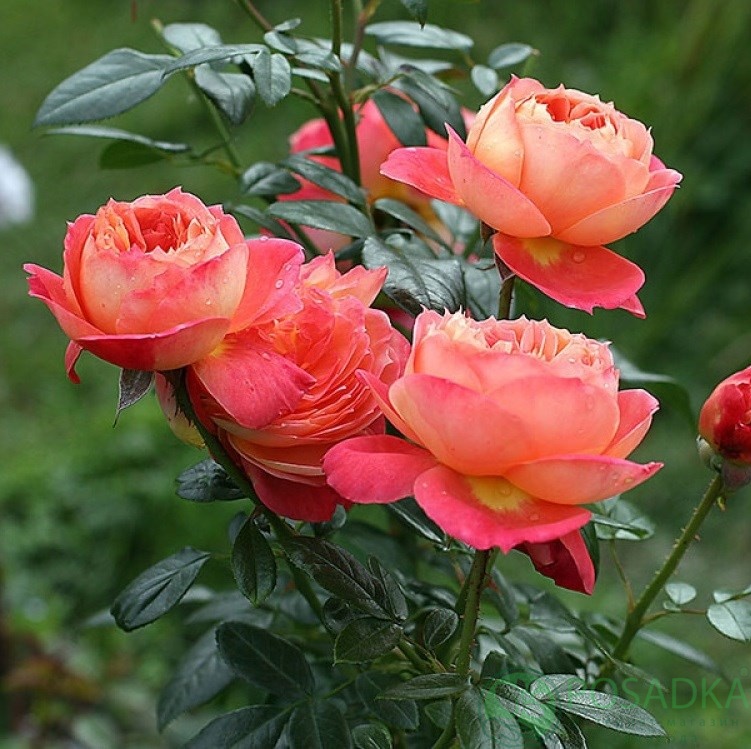 картинка Роза флорибунда Куин оф Хартс (Queen of Hearts) 