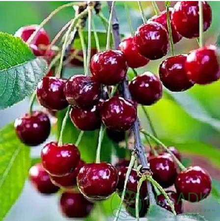 картинка Вишня Альфа 