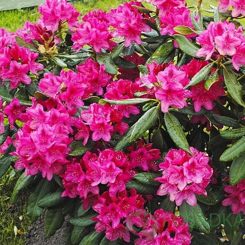 картинка Рододендрон Van Weerden Poelman 