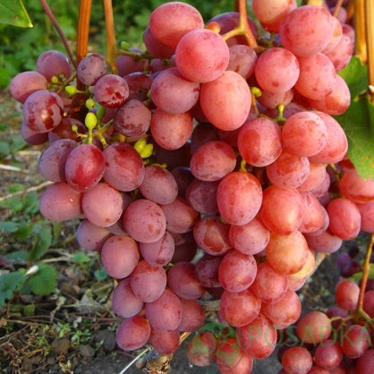 картинка Виноград Изумление 