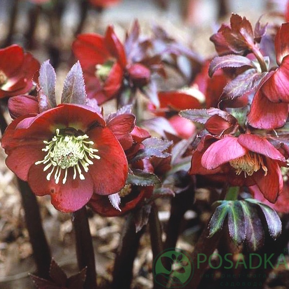 картинка Морозник Red Hybrids 