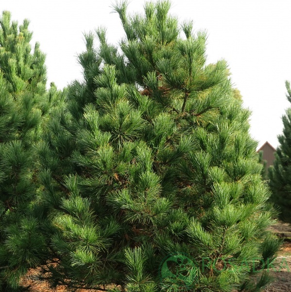 картинка Сосна румелийская Pinus peuce C3 