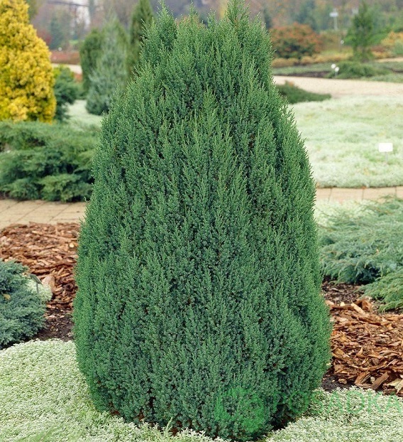 картинка Можжевельник китайский Обелиск 5л 