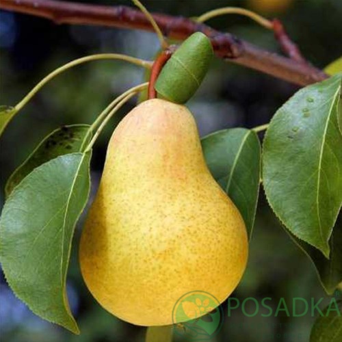 картинка Груша колоновидная Изумруд 