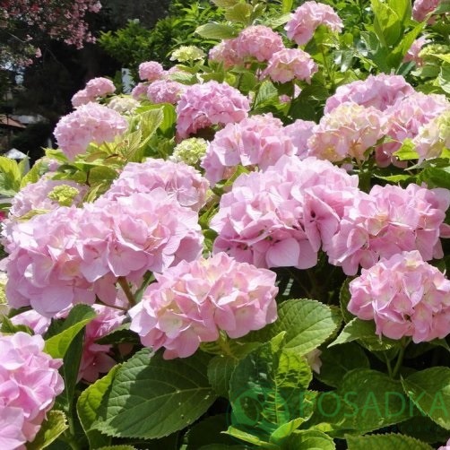 картинка Гортензия крупнолистная You and Me Love 