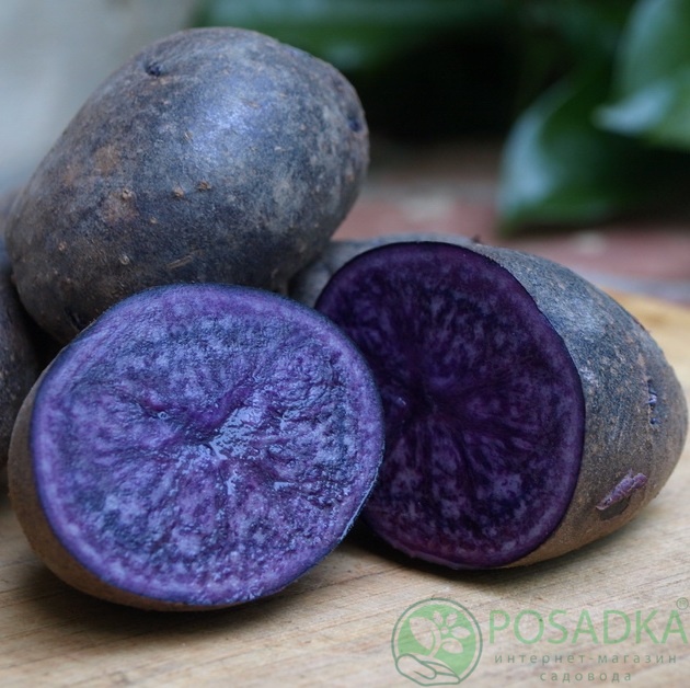 картинка Картофель Чёрный принц 1кг 