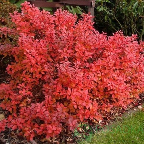 картинка Барбарис Тунберга Orange Dream 