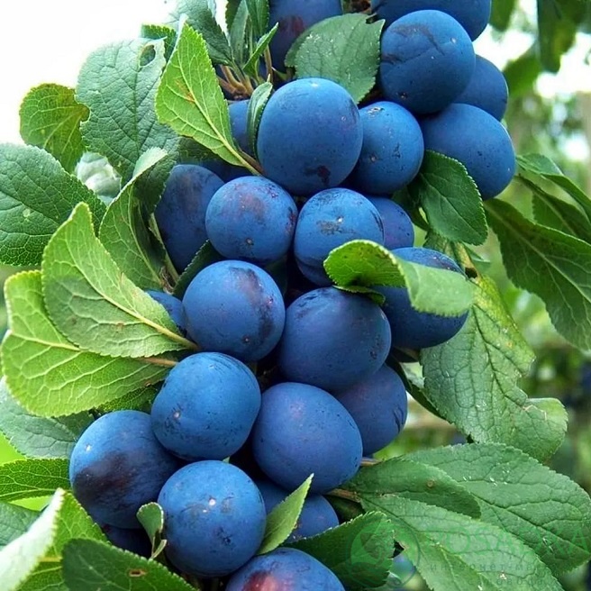 картинка Слива колоновидная Анже 