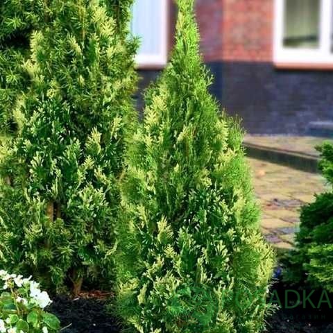 картинка Туя западная Вайт Смарагд 